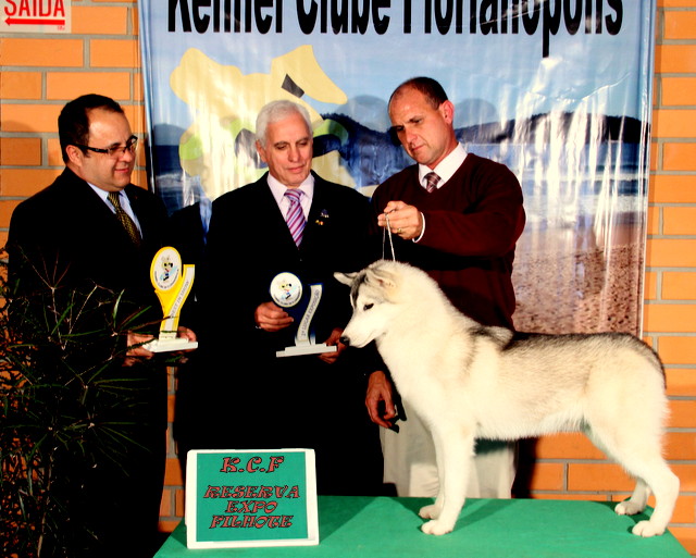 FILA BRASILEIRO  Kennel Clube de Florianópolis